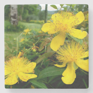 Dessous-de-verre En Pierre Hypericum calycinum
