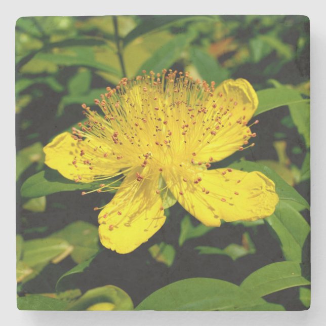 Dessous-de-verre En Pierre Hypericum calycinum (Devant)