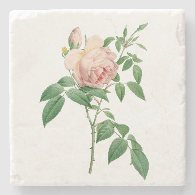 Dessous-de-verre En Pierre Illustration botanique de Rosa indica (Devant)