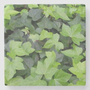 Dessous-de-verre En Pierre Impression botanique verte Ivy