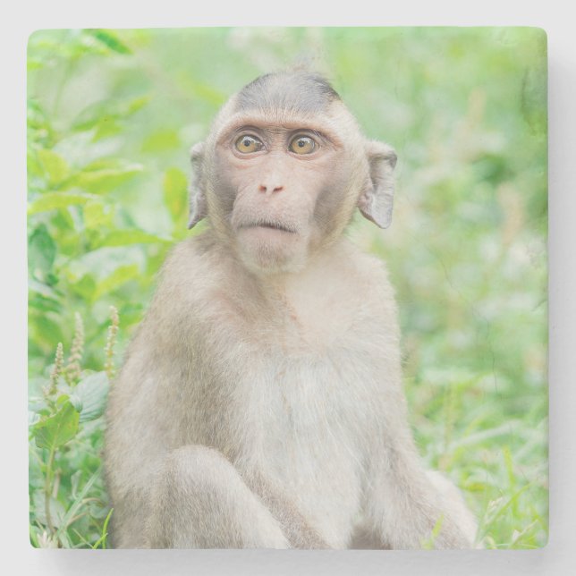 Dessous-de-verre En Pierre Jote jeune Brown singe araignée (Devant)