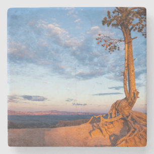 Dessous-de-verre En Pierre L'arbre s'accroche au rebord, parc national de
