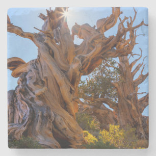 Dessous-de-verre En Pierre L'arbre sentinelle