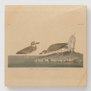 Dessous-de-verre En Pierre Le Pluvier siffleur de Wilson des oiseaux d'Amériq