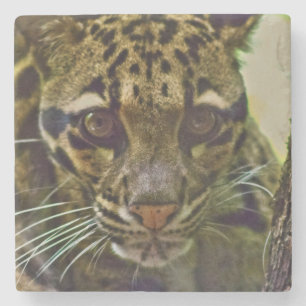 Dessous-de-verre En Pierre Leopard obscurci
