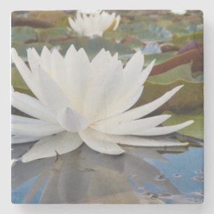Dessous-de-verre En Pierre Lily D'Eau Parfumée (Nymphaea Odorata) Sur Caddo