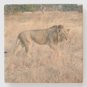 Dessous-de-verre En Pierre Lion à la chasse, Zambie.