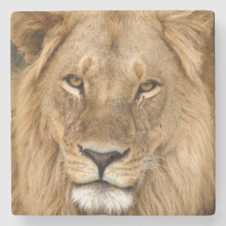 Dessous-de-verre En Pierre Lion With Great Mane