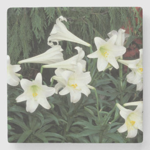 Dessous-de-verre En Pierre Lis de Pâques (Lilium regale)