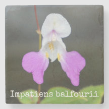 L'orchidée de pauvre homme botanique