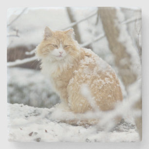 Dessous-de-verre En Pierre Maiine Coon Cat dans le Dessous de verre des temp