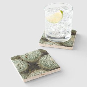 Dessous-de-verre En Pierre Mammillaria hahniana