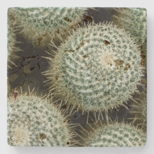 Dessous-de-verre En Pierre Mammillaria hahniana