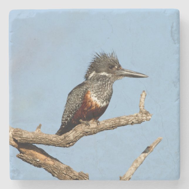 Dessous-de-verre En Pierre Martin-pêcheur géant (Devant)