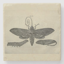 Métamorphose vintage Moth Imprimer