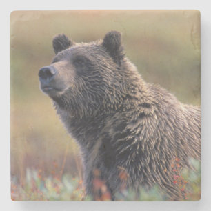 Dessous-de-verre En Pierre NA, États-Unis, Alaska, Parc national Denali, Ours