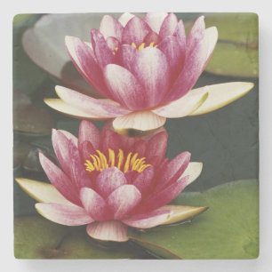 Dessous-de-verre En Pierre Nymphéas hybrides