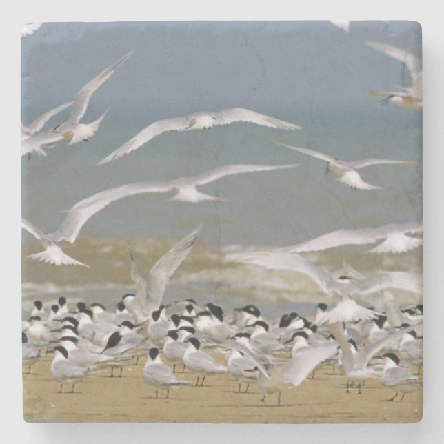 Dessous-de-verre En Pierre oiseaux de mer renversants (Devant)