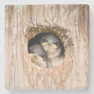 Dessous-de-verre En Pierre Oiseaux grincheux