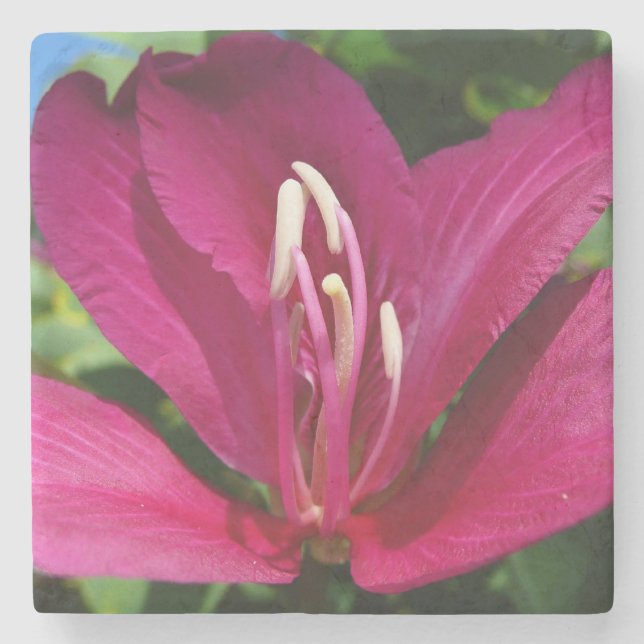Dessous-de-verre En Pierre Orchidée Fleurie tropicale Florale (Devant)