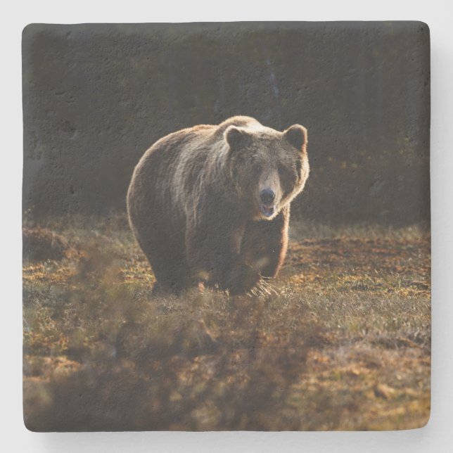 Dessous-de-verre En Pierre Ours (Devant)