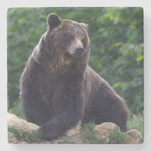Dessous-de-verre En Pierre Ours Brown