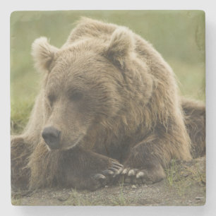 Dessous-de-verre En Pierre Ours brun, ou Grizzly côtier, Ursus