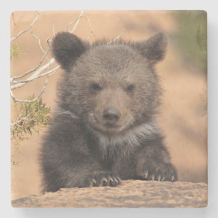 Dessous-de-verre En Pierre Ours gris CUB
