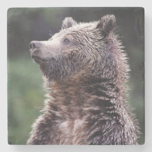 Dessous-de-verre En Pierre Ours gris debout