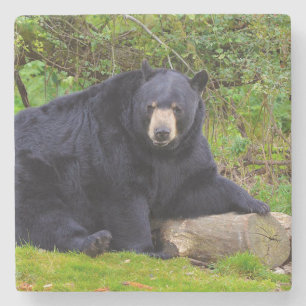 Dessous-de-verre En Pierre Ours noir