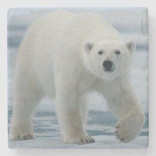 Dessous-de-verre En Pierre Ours polaire, Ursus Maritimus, Adulte
