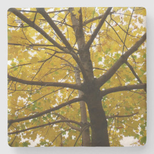 Dessous-de-verre En Pierre Paire d'érables jaunes Nature d'automne