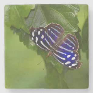 Dessous-de-verre En Pierre papillon à aile bleue mexicaine