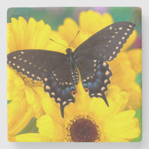 Dessous-de-verre En Pierre Papillon Papilio polyxenes