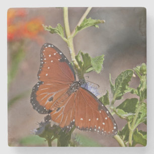 Dessous-de-verre En Pierre Papillon royal