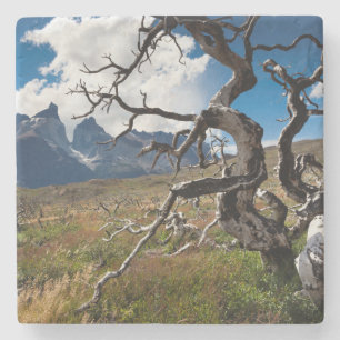 Dessous-de-verre En Pierre Parc national Torres del Paine, arbres endommagés