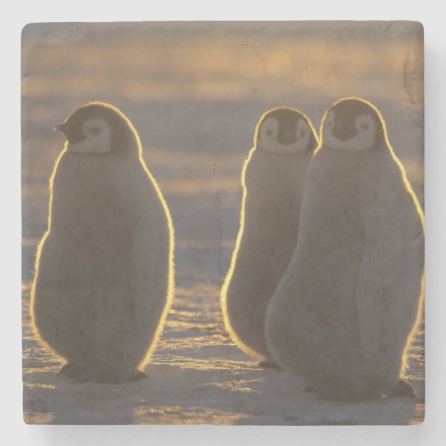 Dessous-de-verre En Pierre Penguins empereurs (Devant)