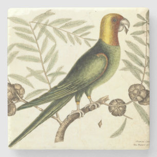 Dessous-de-verre En Pierre Perroquet vintage d'illustration de naturaliste de