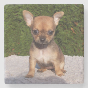 Dessous-de-verre En Pierre Petit Chihuahua Chien chiot mignon