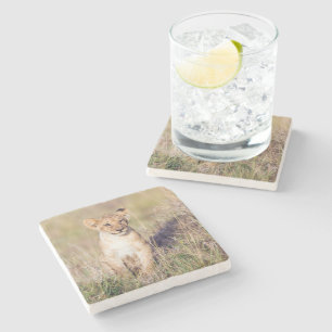 Dessous-de-verre En Pierre Petit lionceau en Afrique photo