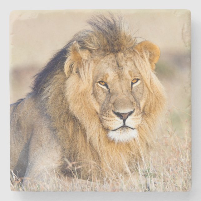 Dessous-de-verre En Pierre Photo de lion majestueuse (Devant)
