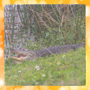 Dessous-de-verre En Pierre Photographie d'un alligator dans les zones humides