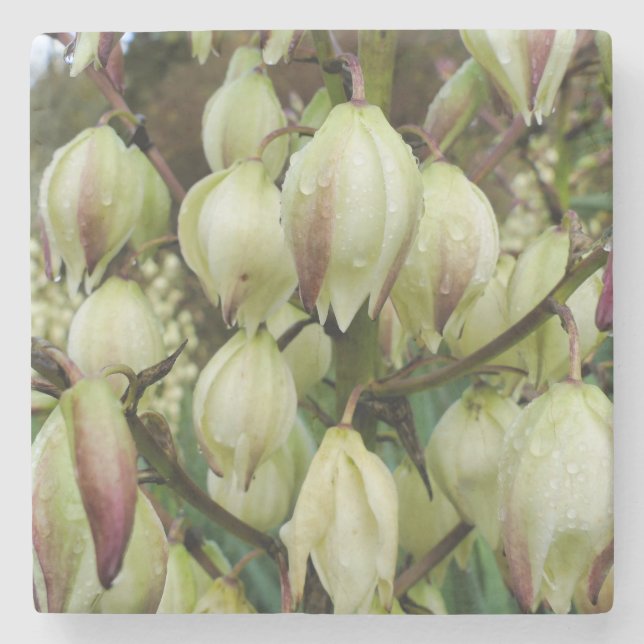 Dessous-de-verre En Pierre Plante du Yucca (Devant)