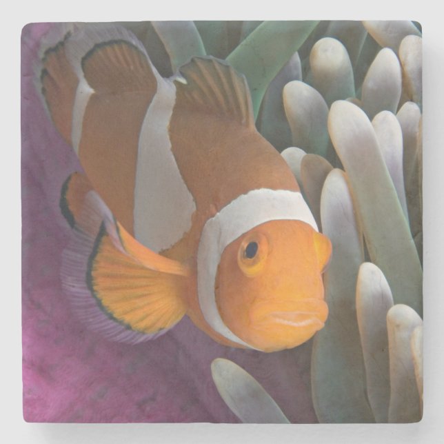 Dessous-de-verre En Pierre Poisson clown occidental (Devant)