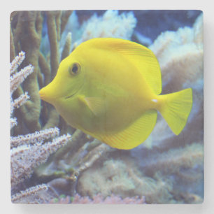 Dessous-de-verre En Pierre Poisson de Tang Jaune