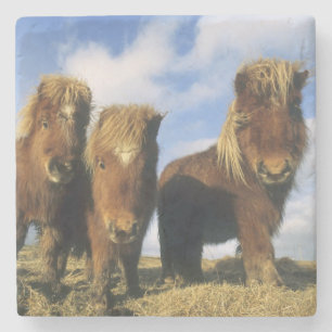 Dessous-de-verre En Pierre Poney Shetland, Shetland continentales,