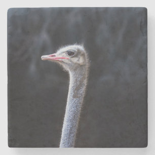 Dessous-de-verre En Pierre portrait d'autruche