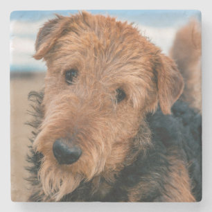 Dessous-de-verre En Pierre Portrait d'un Airedale Terrier
