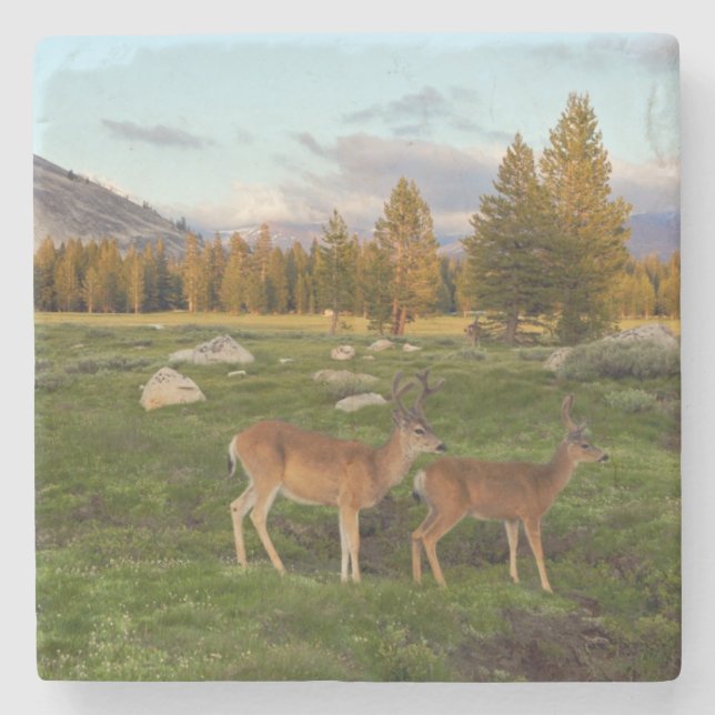 Dessous-de-verre En Pierre Pré de Tuolumne, Yosemite (Devant)