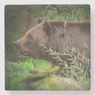 Dessous-de-verre En Pierre Profil de l'ours grizzli